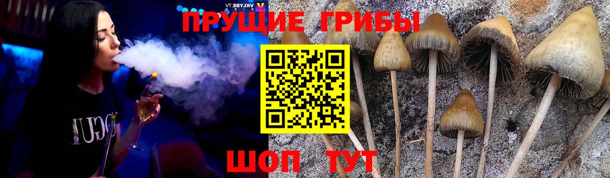 Галлюциногенные грибы Cubensis  Вход с VPN  Тара 